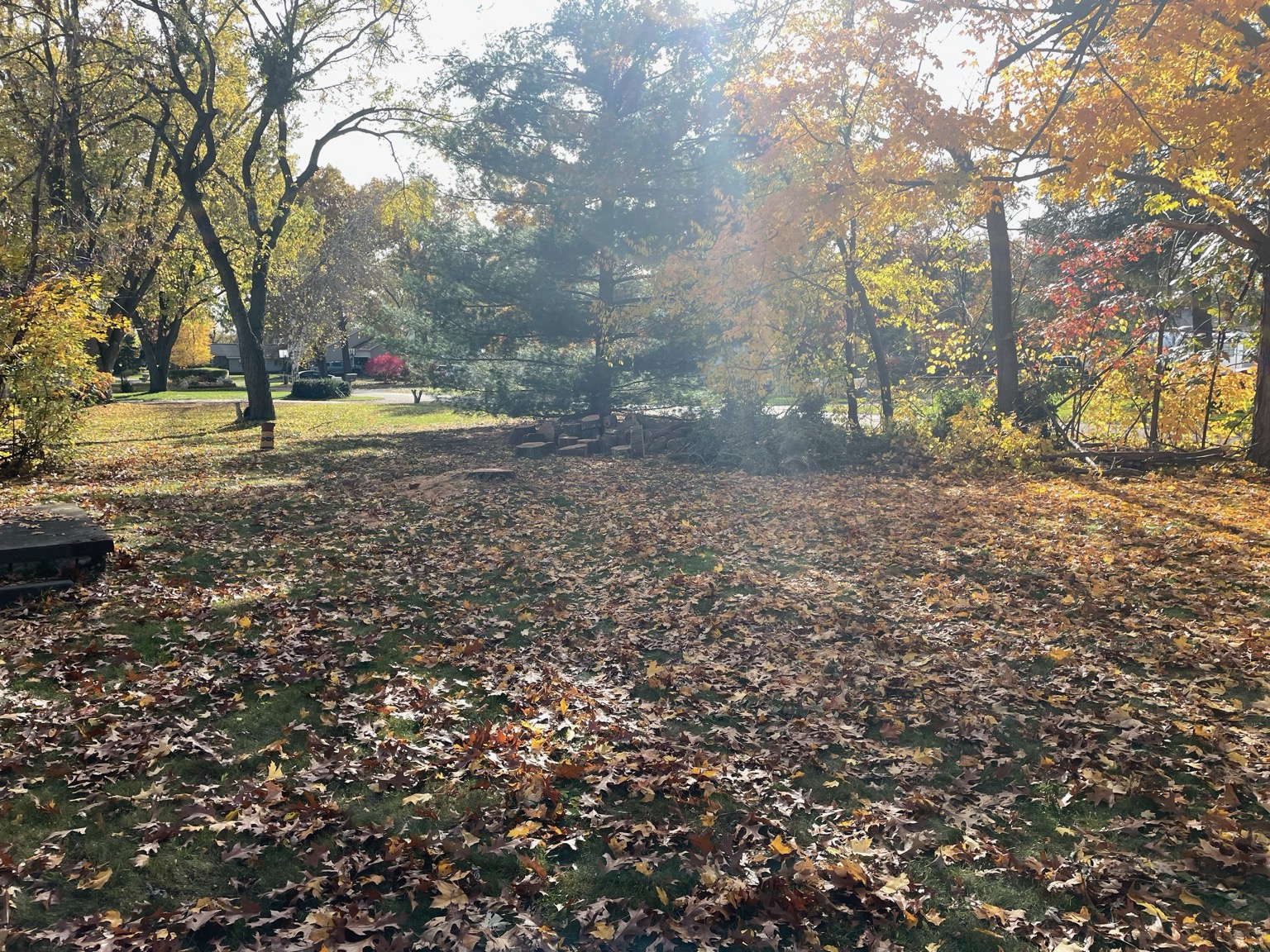 Yard after tree work