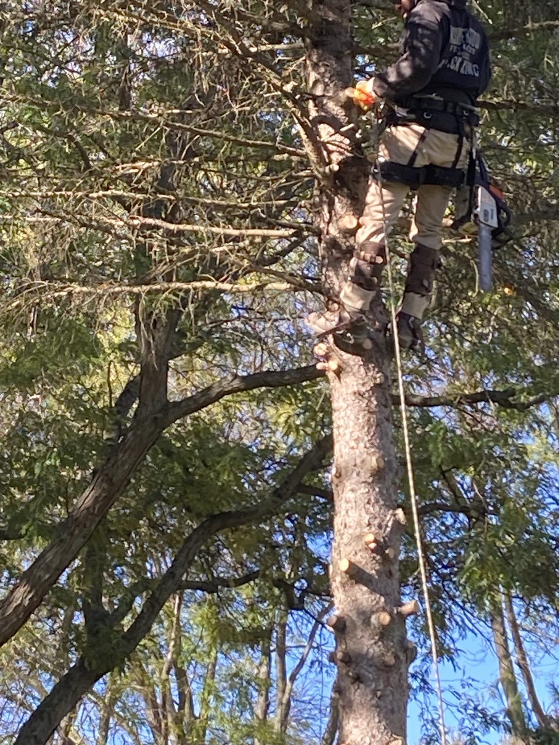 Tree climber removing branches