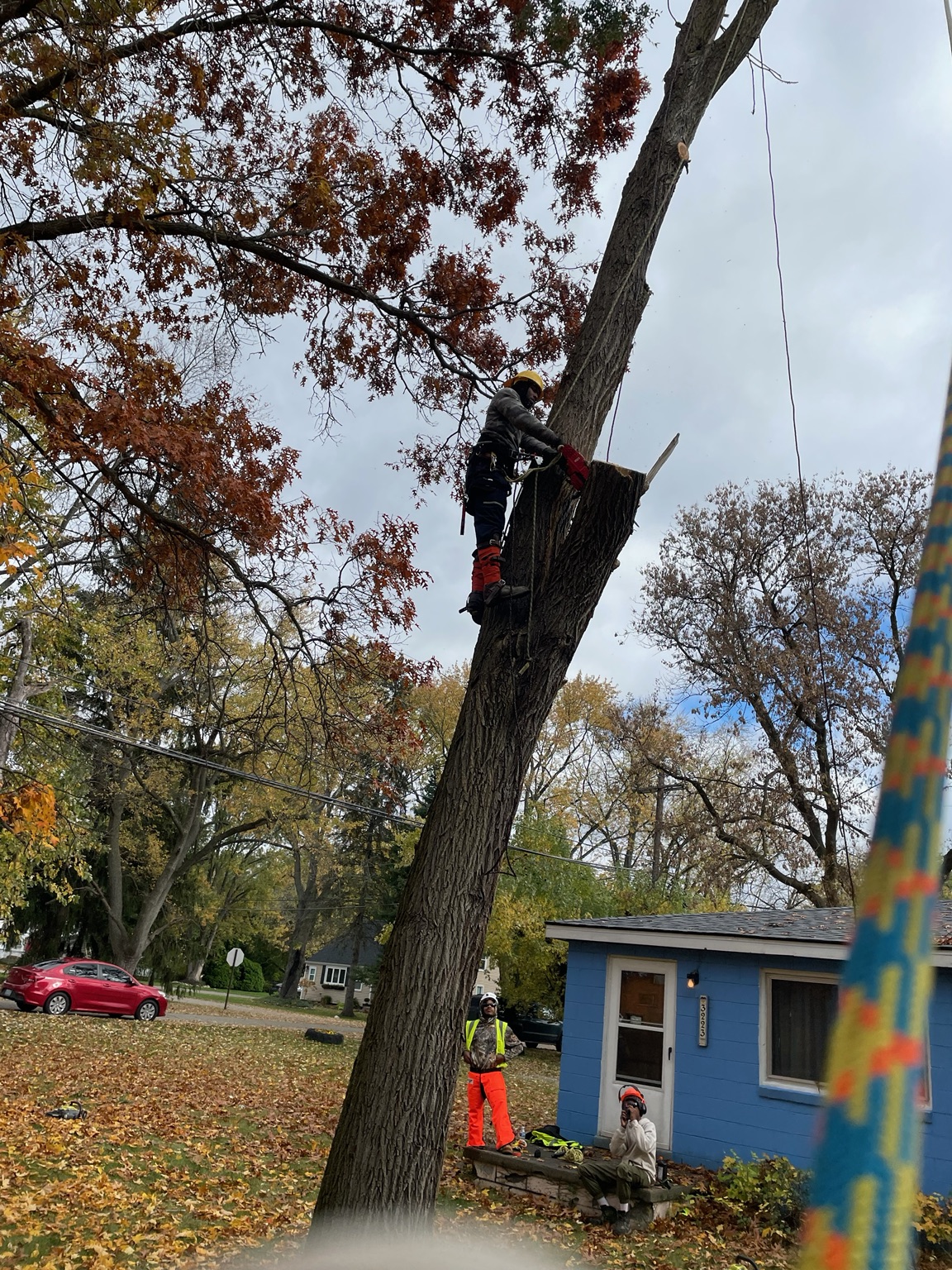 Fearless Tree Service tree climber cutting a large tree