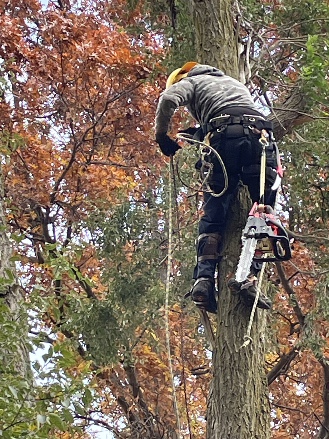 Tree climber performing trimming work