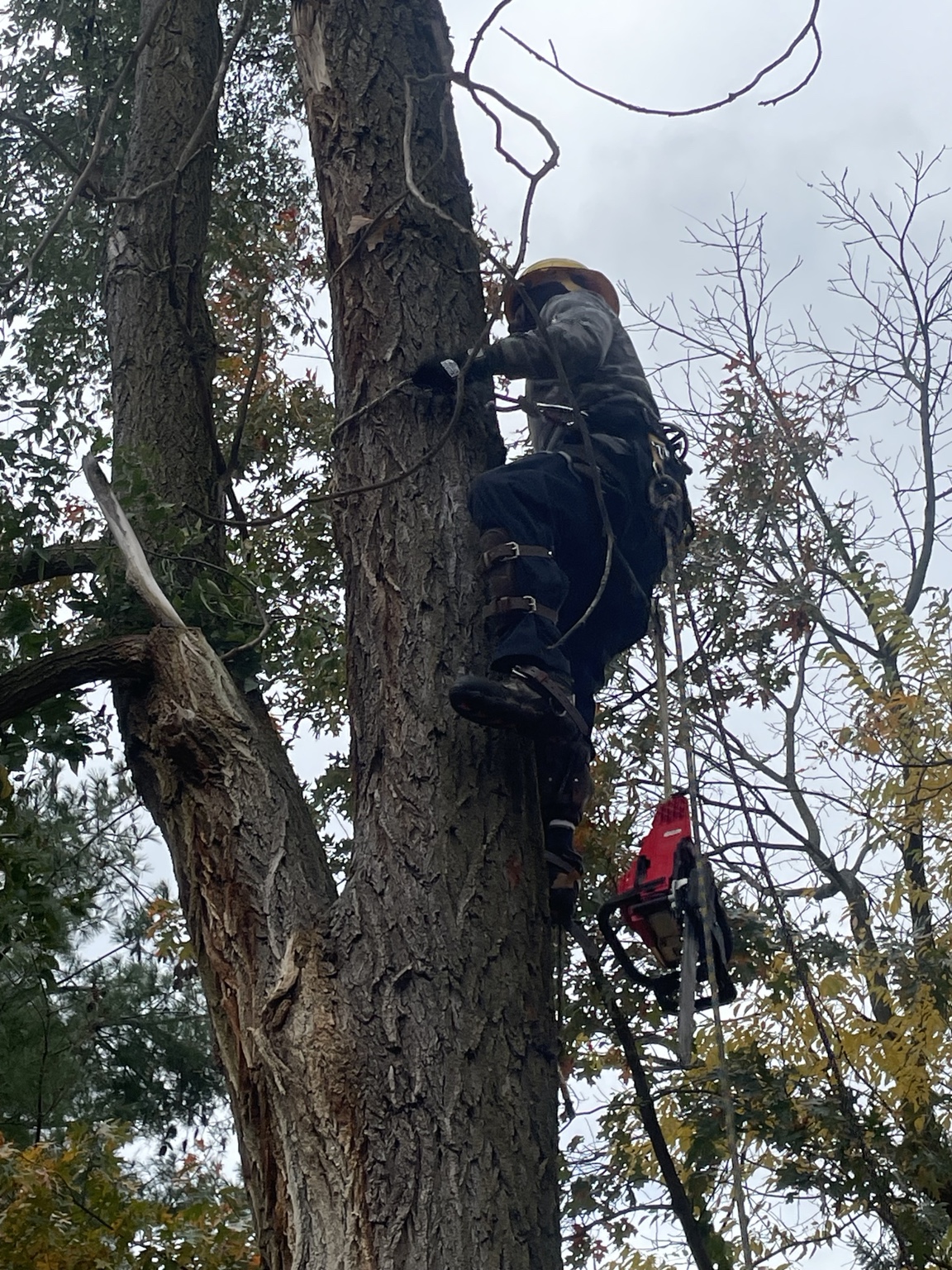 Climber secured to a tree trunk