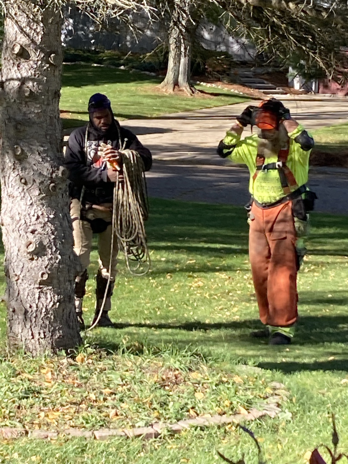 Tree crew preparing climbing ropes