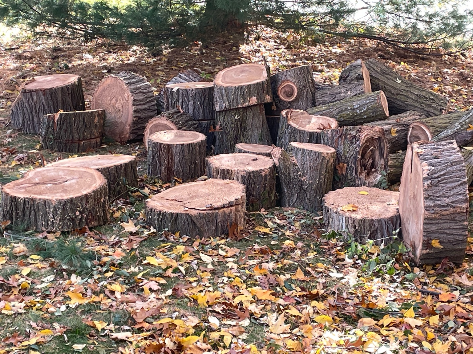 Cut tree rounds after removal