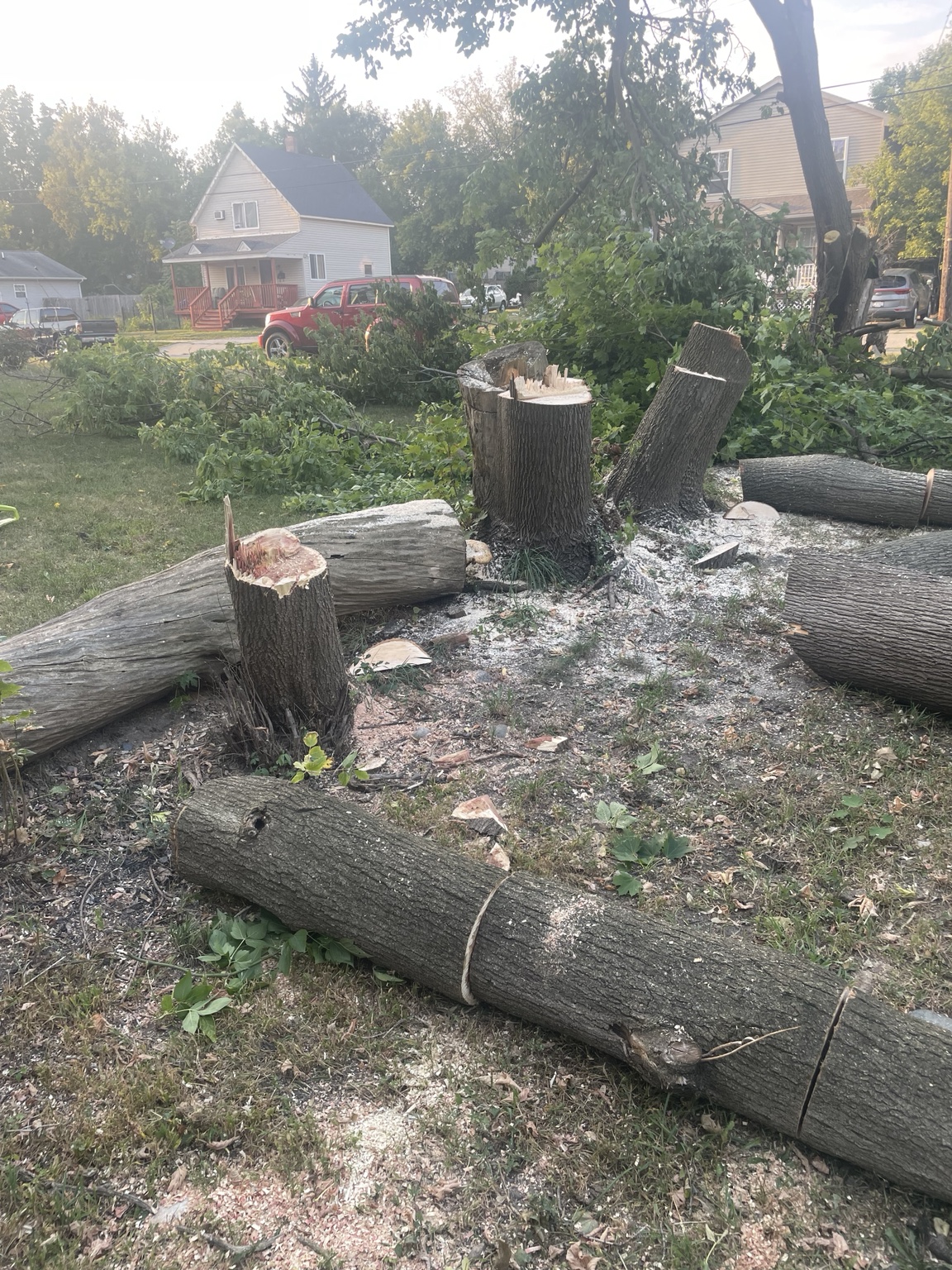 Tree removal work in progress