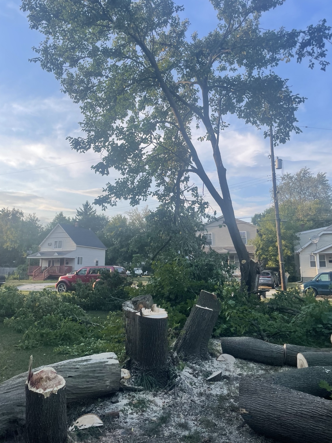 Large tree removed in sections
