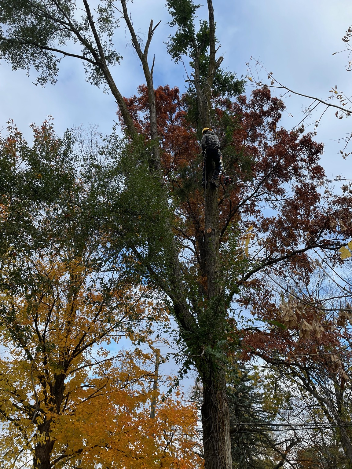Climber high on a tree trunk